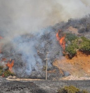 Bodrum'da makilik alanda yangın