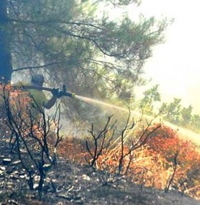 Ormanı ateşe verip kaçtılar