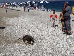 Antalya’da Caretta Caretta Ölüsü Kıyıya Vurdu