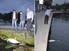 Sarıyer'de gözleri oyulmuş yunus bulundu