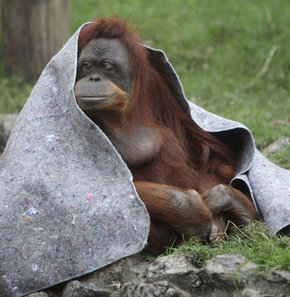 Üşüyen orangutanlara battaniye dağıtıldı